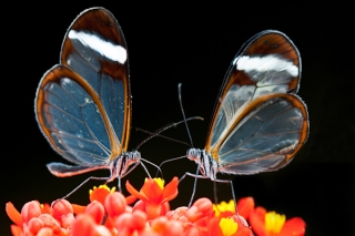  puedes ver muchas mariposas diferentes aquí